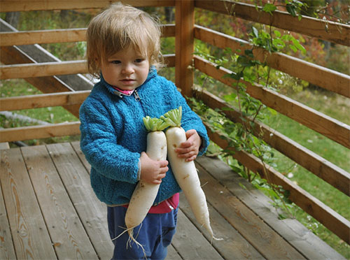 Фото і опис різних видів редьки