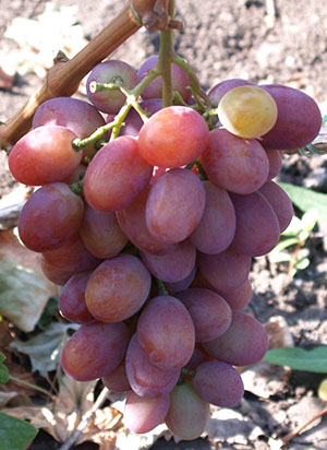 Нові та старі сорти винограду (частина 2)
