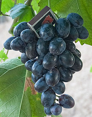 Кращі сорти винограду для ринку