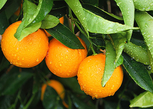Корисні властивості апельсина