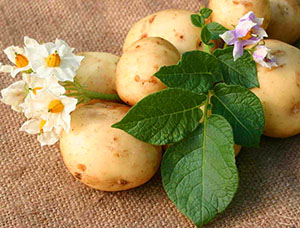 Потрібно обривати квіти у картоплі