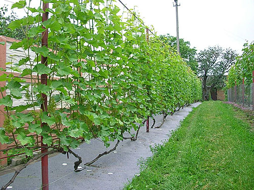 Вирощування і догляд за виноградом на присадибній ділянці