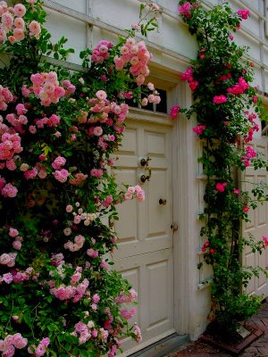 Клумби з трояндами — різноманіття стилів і форм, достойне королеви