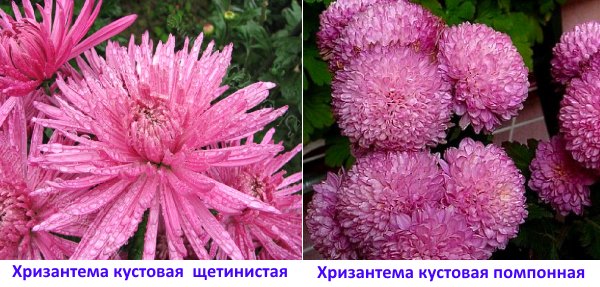Хризантема кущова — цариця квітника