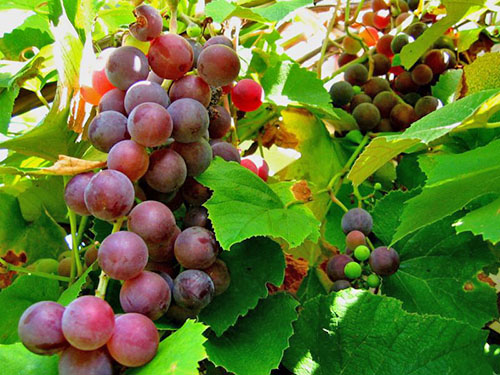 Чим і як лікувати хвороби винограду?