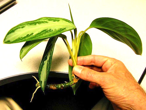 Вирощуємо на кімнатному підвіконні рослина з тропіків аглаонему