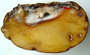 Фото і опис хвороб картоплі