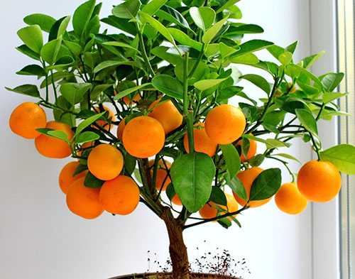 Апельсинове дерево з кісточки в домашніх умовах