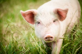 Свині допоможуть людям позбутися від сліпоти