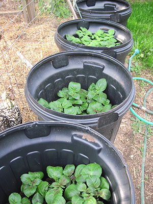 Вирощування картоплі в бочці – особливості садіння, підживлення та догляду