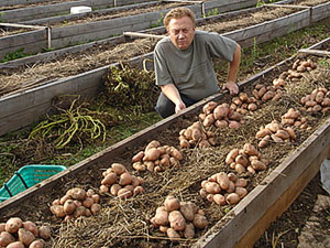 Посадка картоплі на Уралі