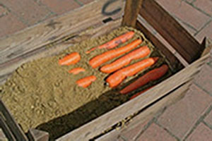 Як зберегти моркву