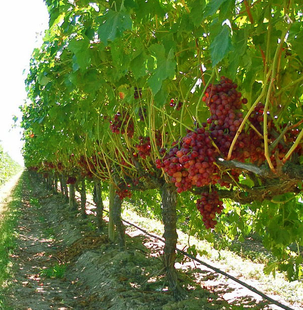 Розмноження винограду відведеннями в літній час
