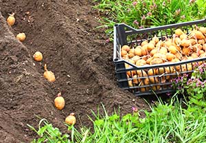 Пізні строки посадки картоплі: як отримати повноцінний урожай