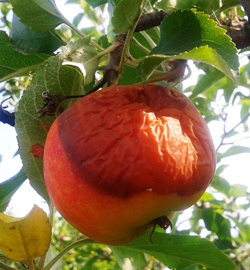 Методи боротьби з шкідниками і хворобами яблунь