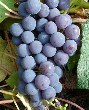 Нові та старі сорти винограду (частина 2)