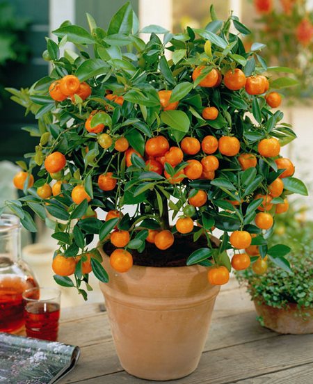 Як виростити апельсинове дерево вдома на підвіконні