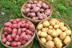 Технологія обробітку картоплі