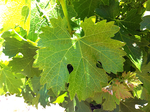 Користь і шкода виноградного листя для нашого організму