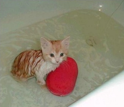 Як помити кота вдома