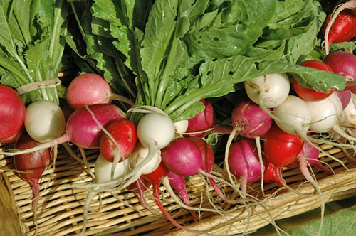 Фото і опис різних видів редьки