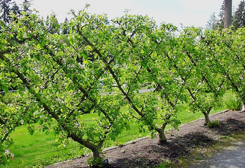 Садові роботи з літньої обрізки яблунь