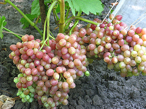 Опис та фото сорти винограду Велес