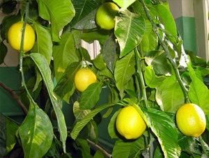 Вирощуємо плодоносний лимон з кісточки самостійно у себе вдома.