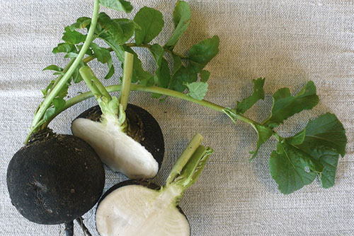 Фото і опис різних видів редьки