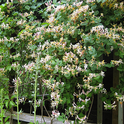 Виберіть для свого саду ароматну ліану жимолость каприфоль