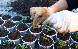 Вирощування петунії Сурфінія: догляд та розмноження квітки, фото