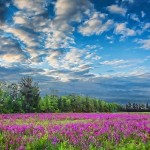 Вербейник — фото, лікувальні властивості, рецепти, протипоказання