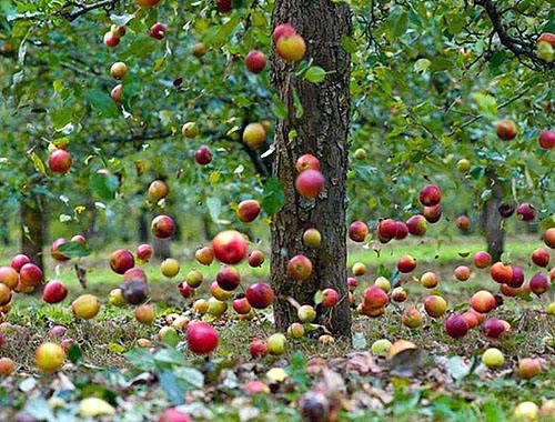 Дізнайтеся чому тріскаються і гниють яблука на яблуні