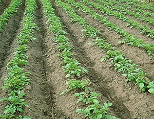 Ручний окучник для картоплі