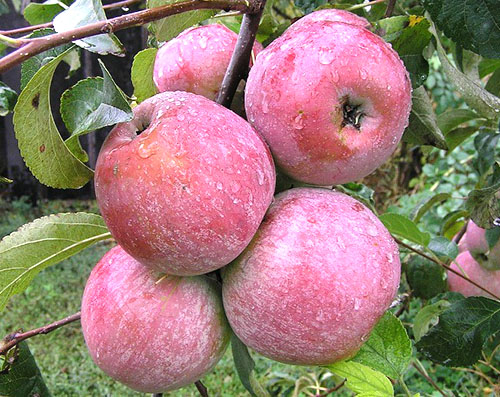 Знайомтеся з перевіреним часом річним сортом яблуні Медуниці