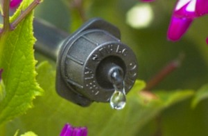 «Крапельниця» для городу, або як краще організувати полив садової ділянки