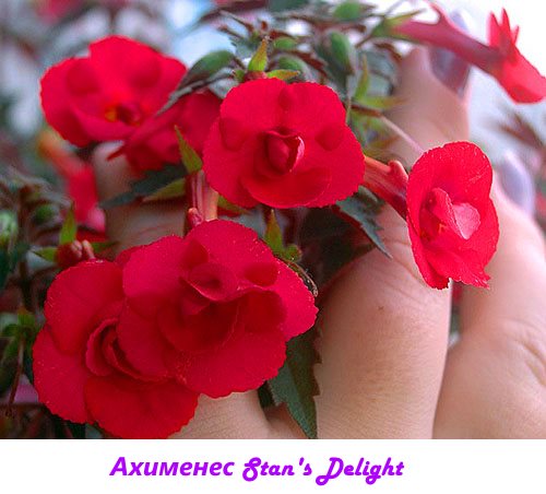 Фото улюблених квітникарями сортів ахименеси