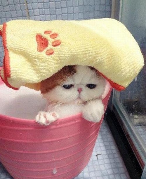 Як помити кота вдома