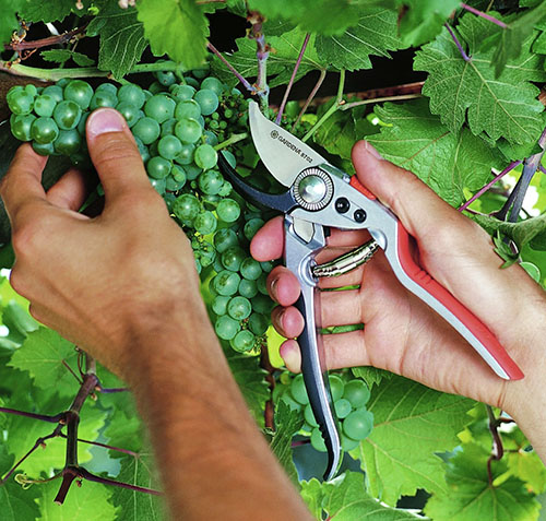 Як доглядати за виноградом з весни до осені