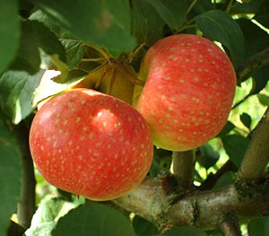 Шановні дачники знайомтеся з фото популярних сортів яблунь