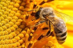 Бджолиний підмор для схуднення: відгуки, як брати, рецепти, корисні властивості
