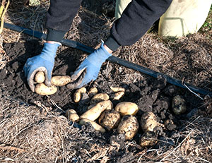 Терміни дозрівання картоплі