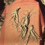 Женьшень — фото та опис лікувальної трави наших предків