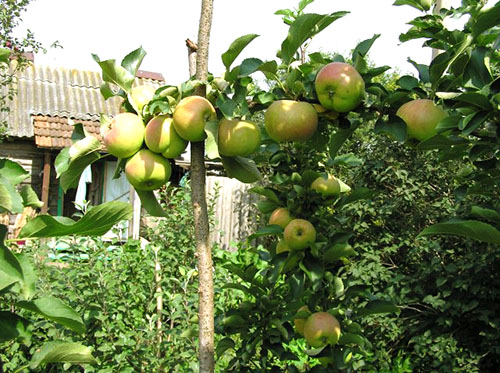 Давайте дізнаємося, як правильно посадити яблуню влітку