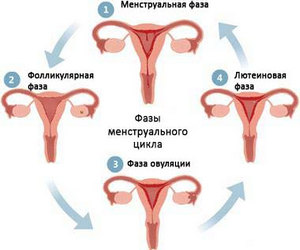 Як визначити період лютеїнової фази під час менструального циклу?
