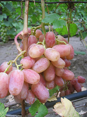 Сорти винограду ранніх строків зрілості