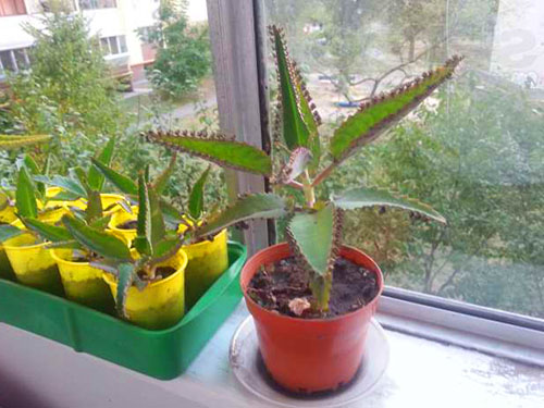 Фото лікувального каланхое і рекомендації по його застосуванню