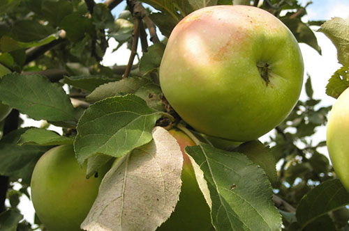 Знайомтеся з перевіреним часом річним сортом яблуні Медуниці