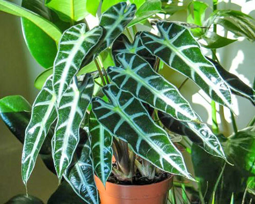 Знайомтеся алоказія амазонська — найпоширеніше домашнє рослина крупнолистовое