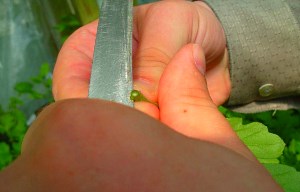 Живцювання хризантем – кращий спосіб розмноження